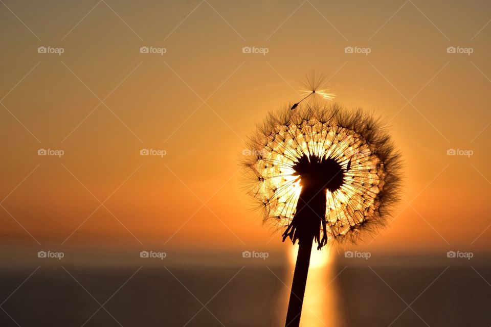 fluffy dandelion on sunrise background