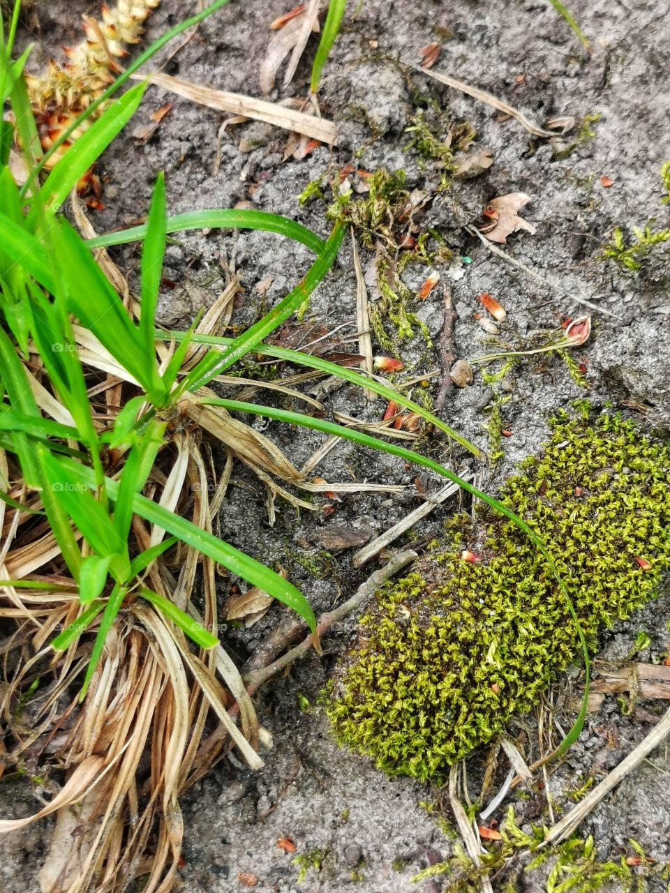 Ground, Flora, Nature, Leaf, Environment