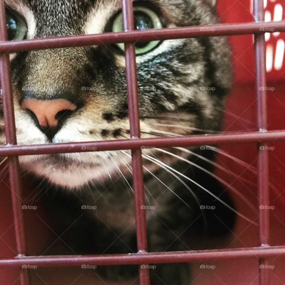 Fletcher goes on a road trip 