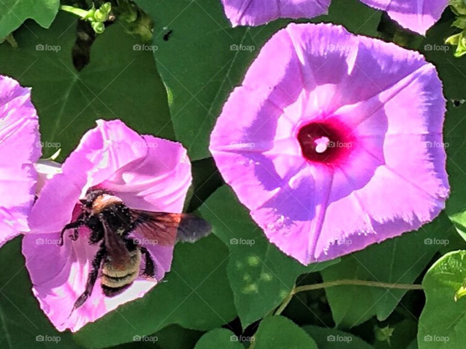 Lunchtime for the bumblebee 