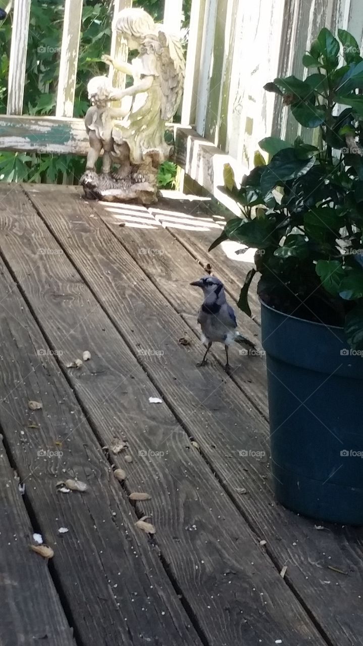 mr. bluejay