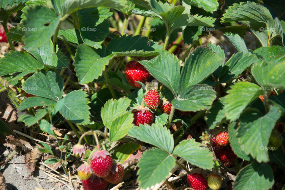 Strawberries in a field.