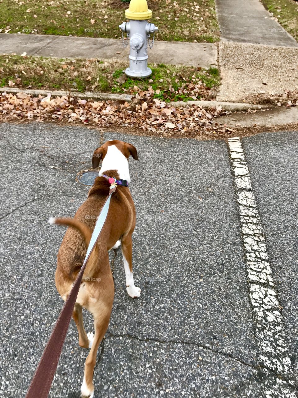 Walking Molly in Fredericksburg, VA
