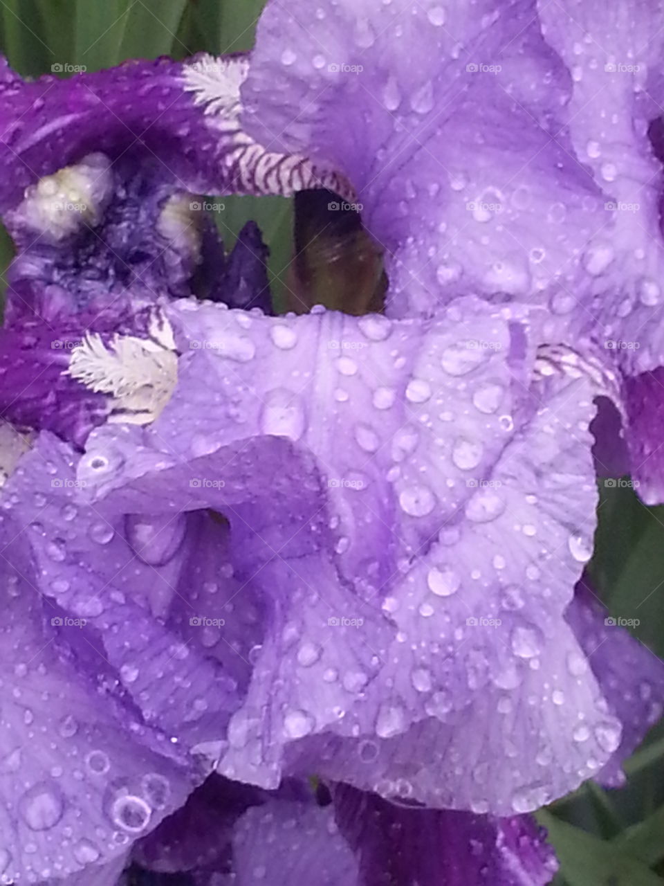 Water droplets on Iris. Storms are rumbling through our area, leaving these lovely droplets behind