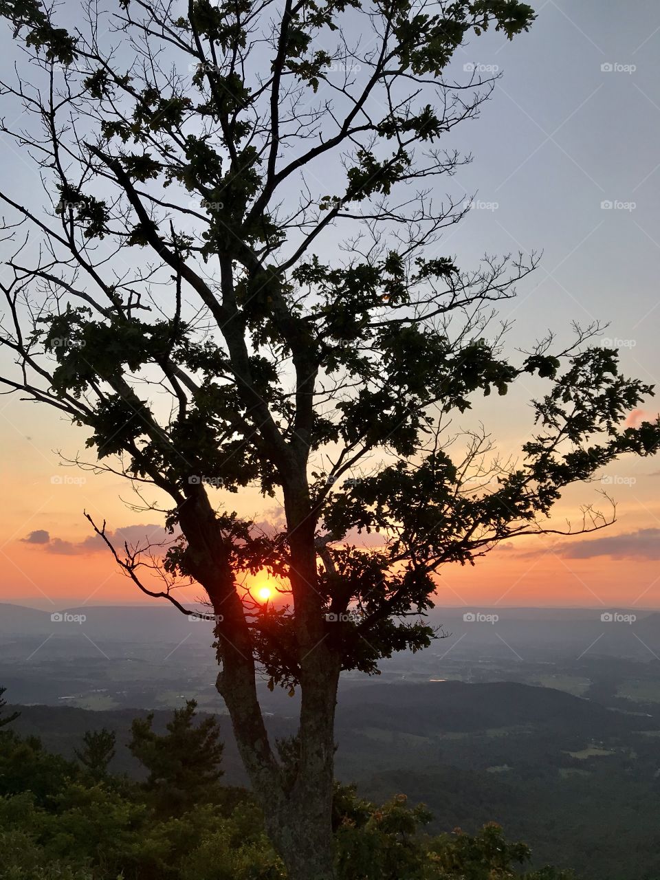 Sunset between the trees 