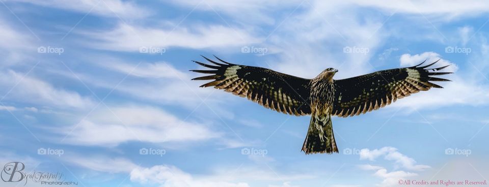 “Black Kite”
Cli©k By: Shah Faisal
Device: Canon EOS 70D

© All Credits & Rights are Reserved by Birol Faisal Photography.
