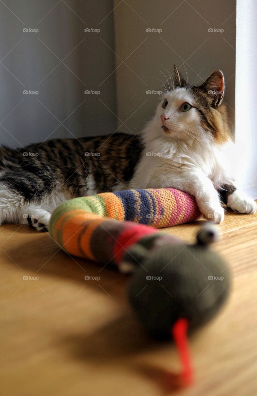 Cute cat lies in the floor with his favorite toy - a knitted boa constrictor. 
Unusual shooting angle. Shooting from below. Down up. From the ground up...