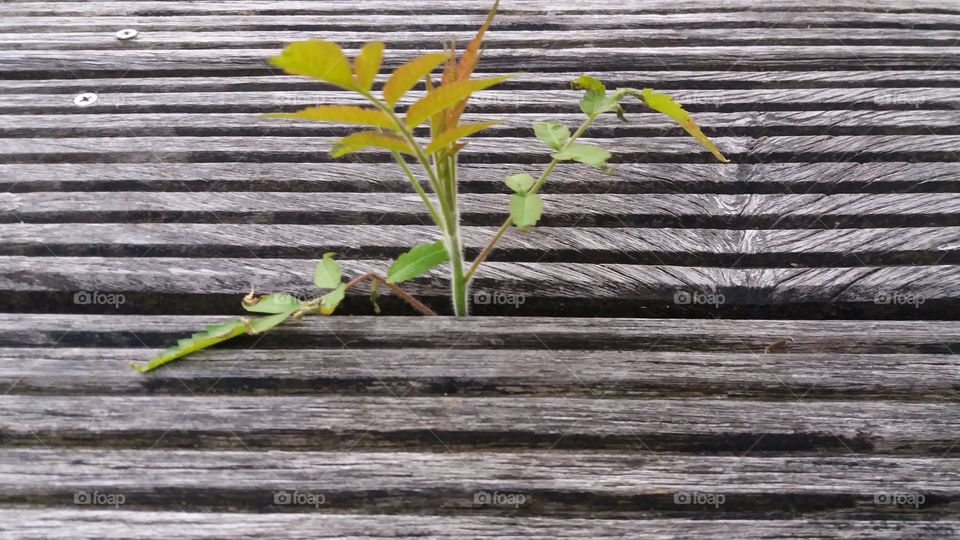 Tree growing in terrace