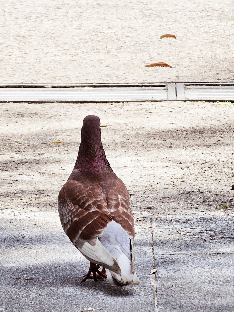 The back of a brown homing pigeon