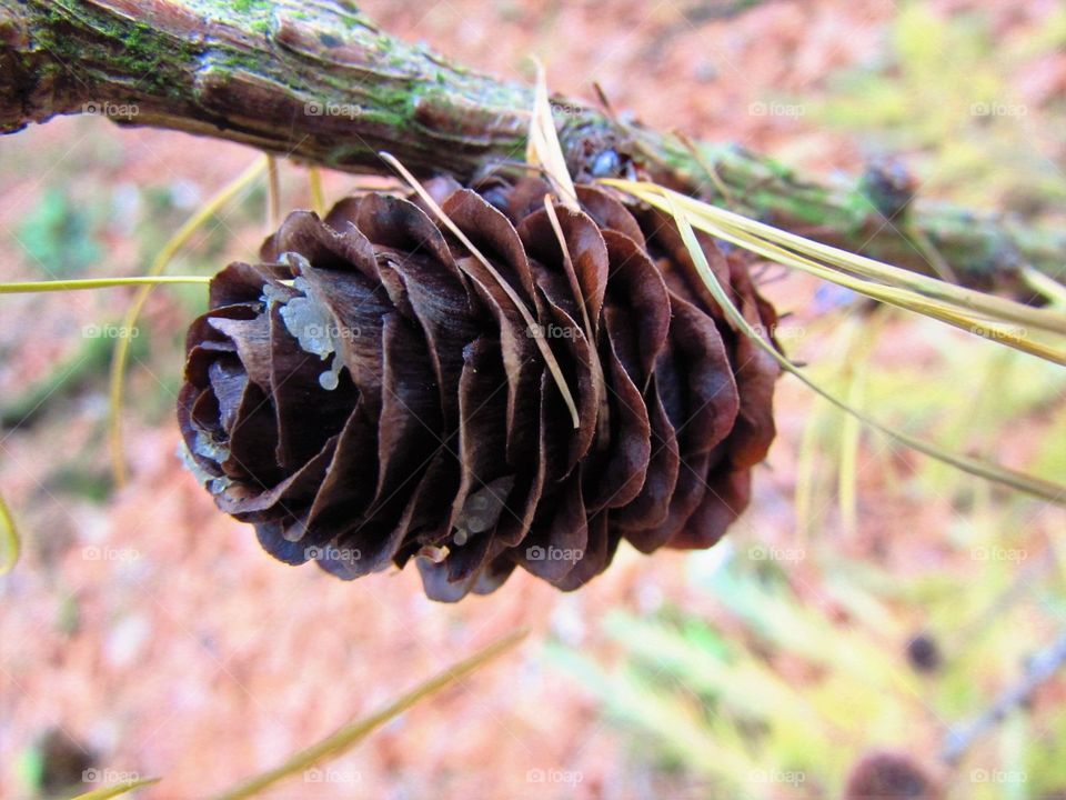 Close-up of pine cone