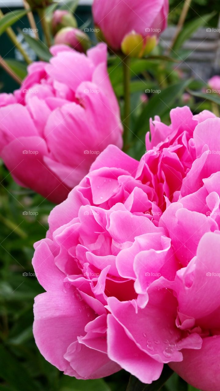 pretty in pink peony