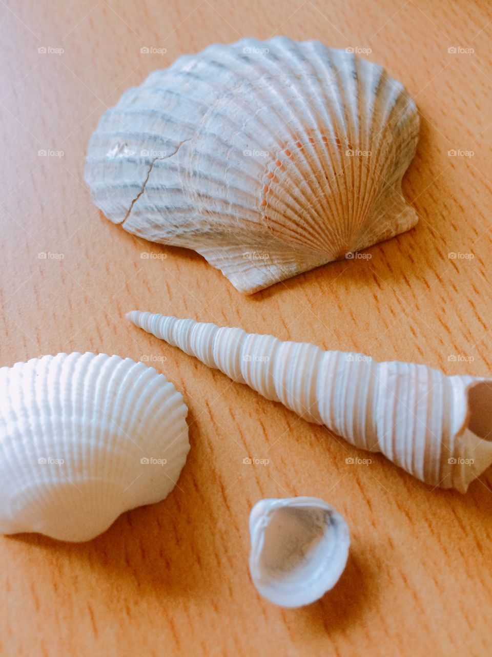 Upclose with shells 
