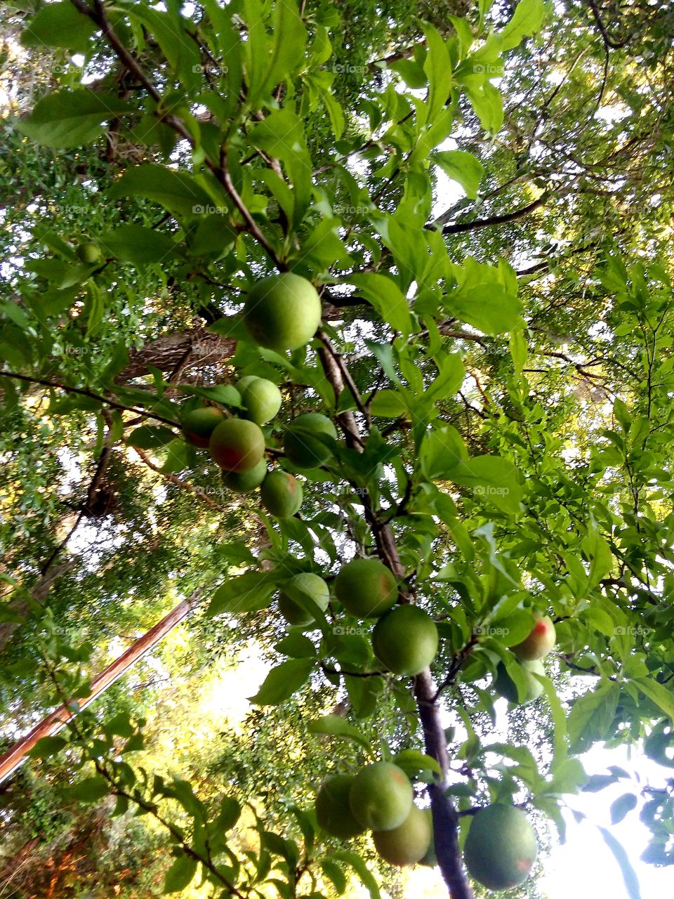 looks like plenty of Dwarf Plums on the trees this year. Now if the squirrels will leave me some 🐿🐿🐿