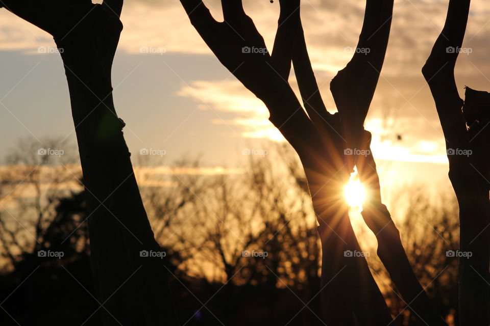 sun rays through the Trees