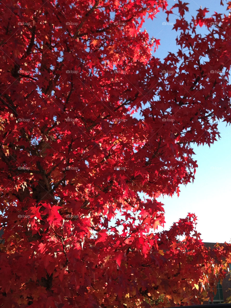 The sun helps the red tree glow