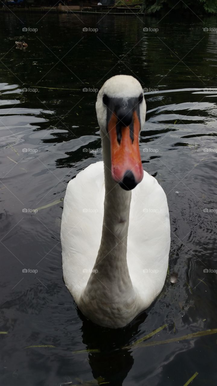A swan up close sat on Norfolk broads river water