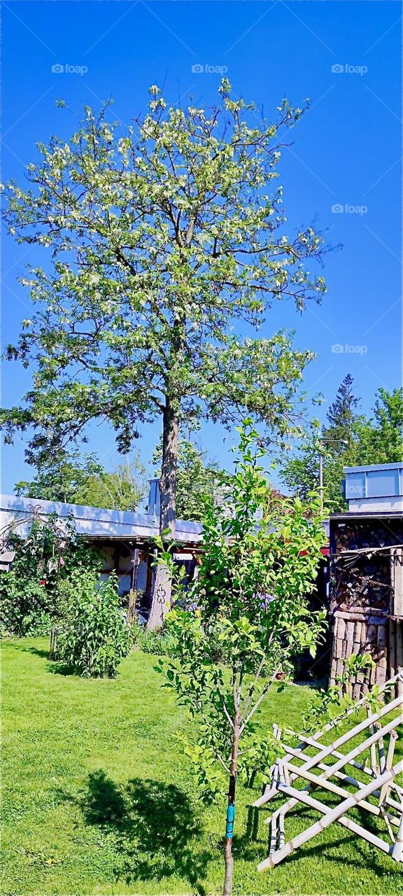 This big old „Robinia“ tree in the beautiful garden in „Bavaria“, Germany was planted almost 50 years ago. Today it is nearly three stories high. 2024. Hypnotic Productions