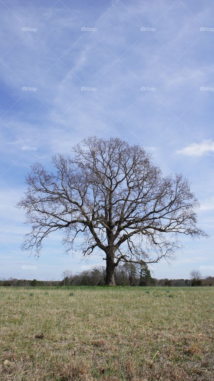 Lonely tree on field
