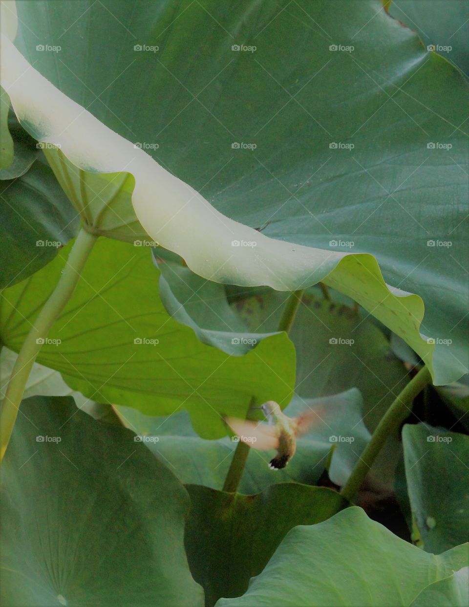 hummingbird in flight