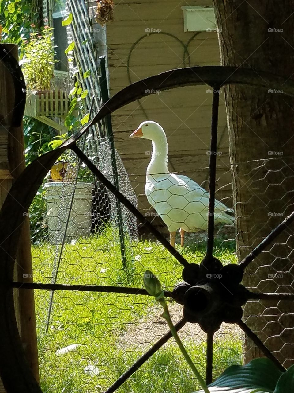 Goose kepping a eye on me