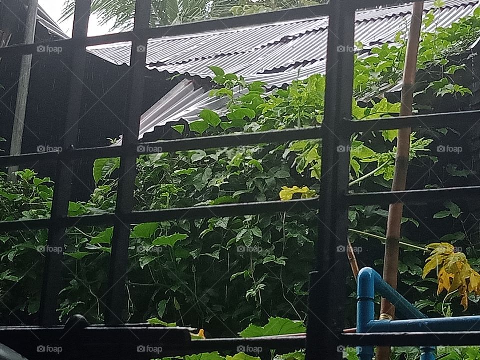 A rainy day scene with many plants and an old house from inside of my house