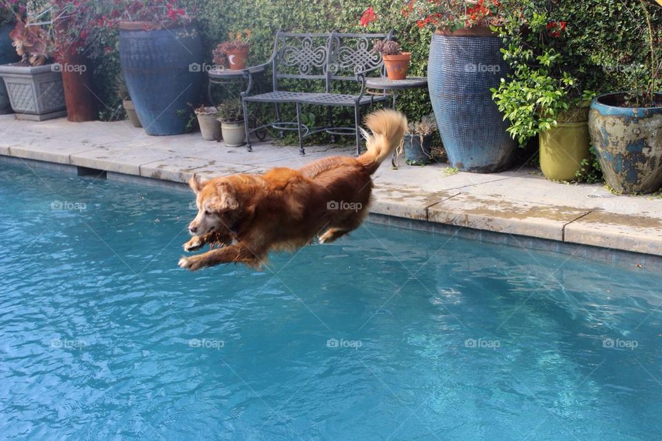 Everybody In The Pool!