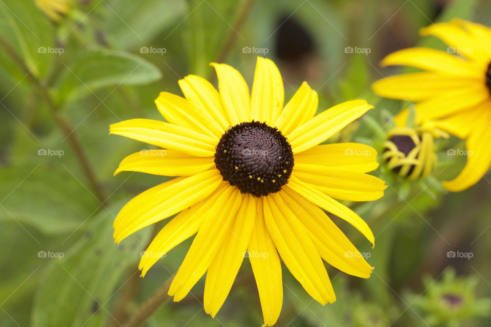 Close-up of a yellow flower