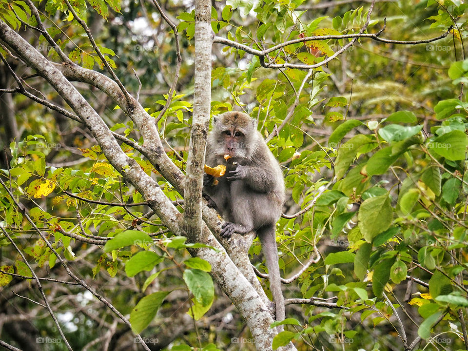 macaque monkey eating fruit in forest in Bali 