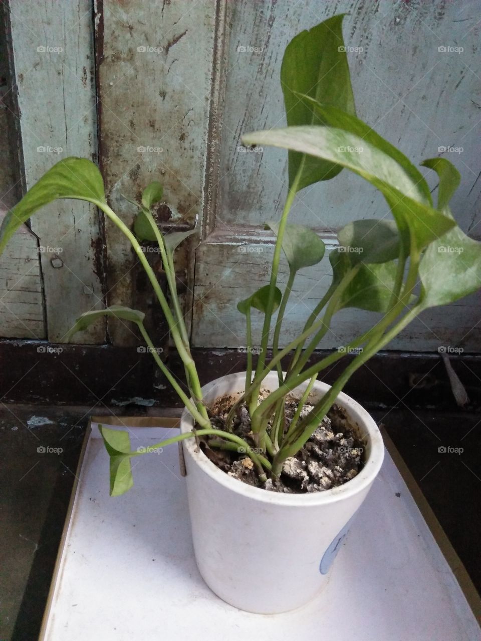 green house herbal medicine leaf herb alternative medicine cultivated potted plant leaves close up plant in Patna India