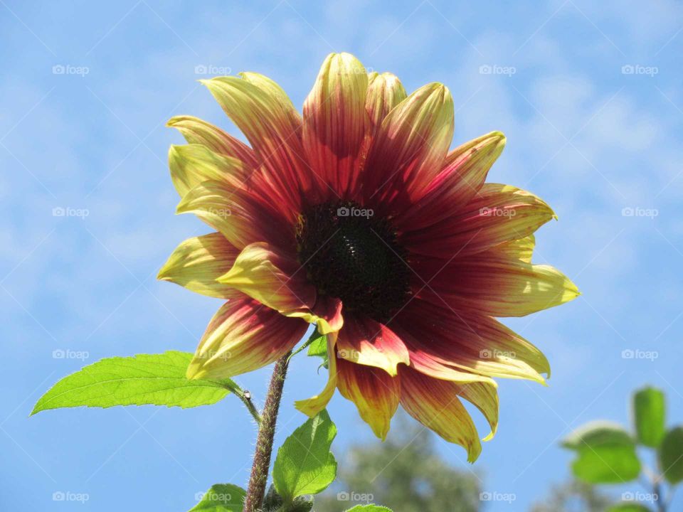 Sun flower standing proud against blue sky
