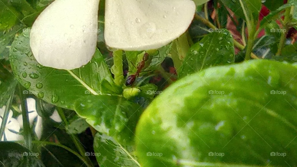 ant photo