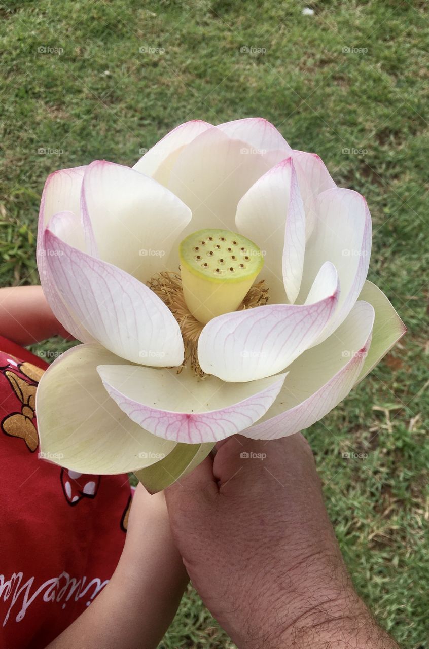 The royal victory flower, showing all its beauty and the delicacy of its petals! / A flor da vitória régia, mostrando toda a sua beleza e delicadeza das suas pétalas!