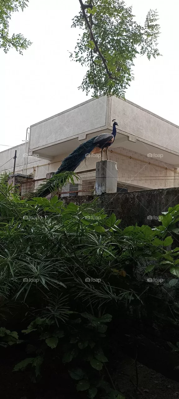 peacock
