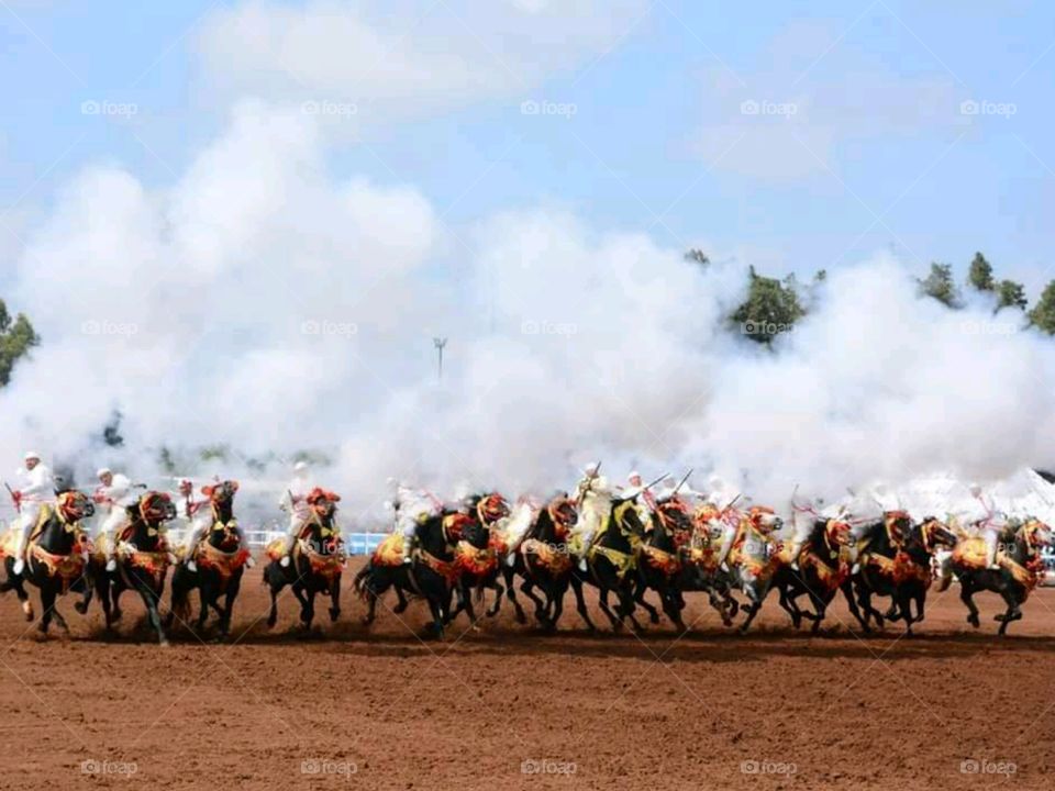 Moroccan horses - Tbourida festival in Morocco