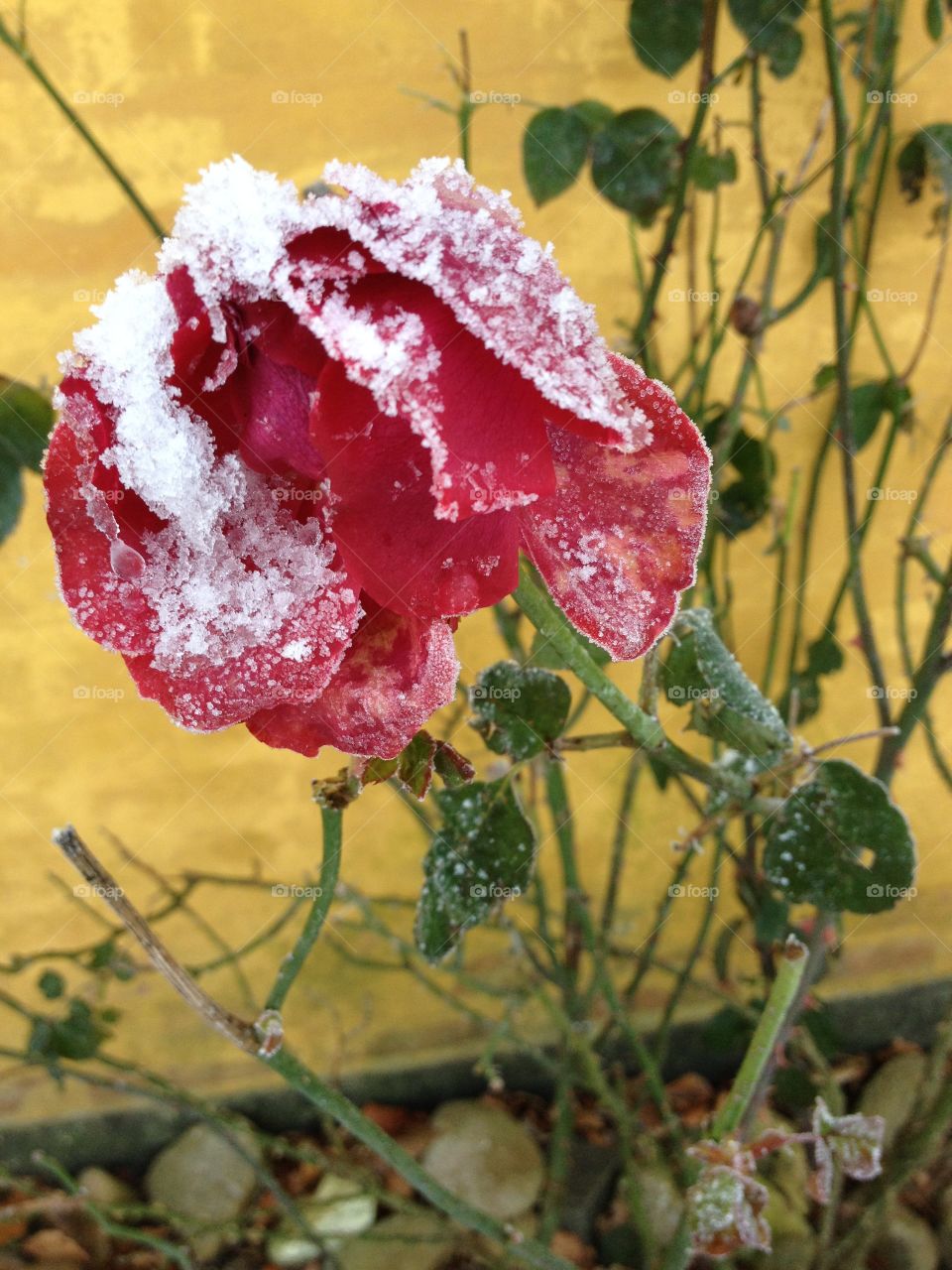 Snow rose