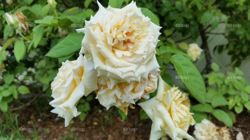 bunch of white roses