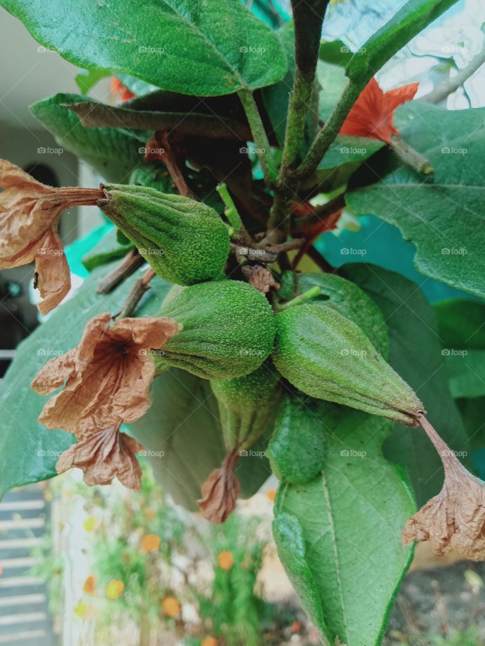 Cordia sebestena Seeds / Shrubby tree  / Boraginaceae / Borage family