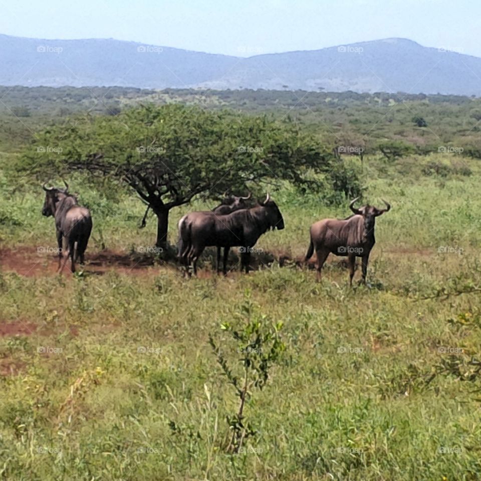 Buffalo in the game farm