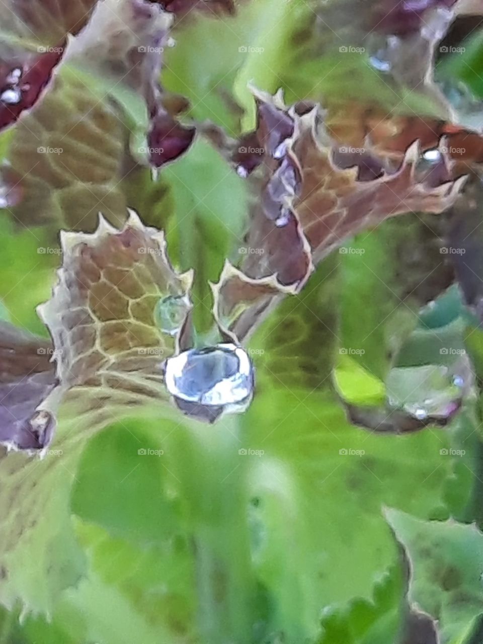 diamond like raindrop in green leaves