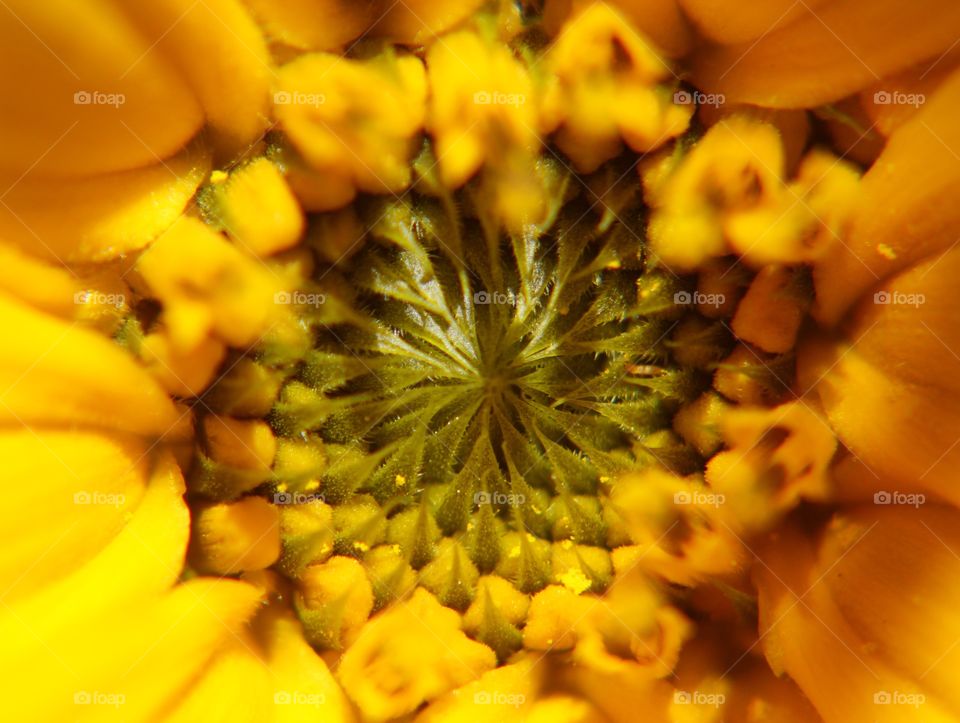 Closeup sunflower 