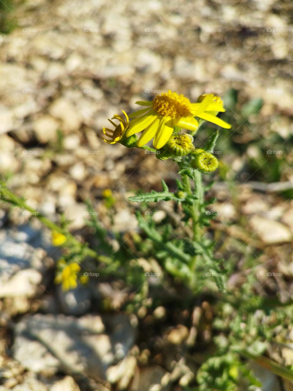 Flower in the beach