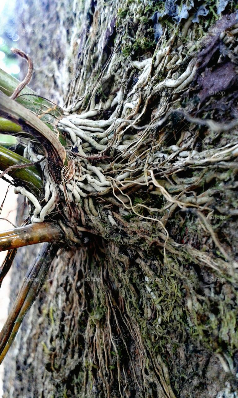 roots