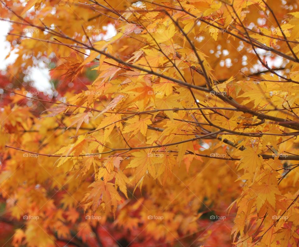 autumn colour