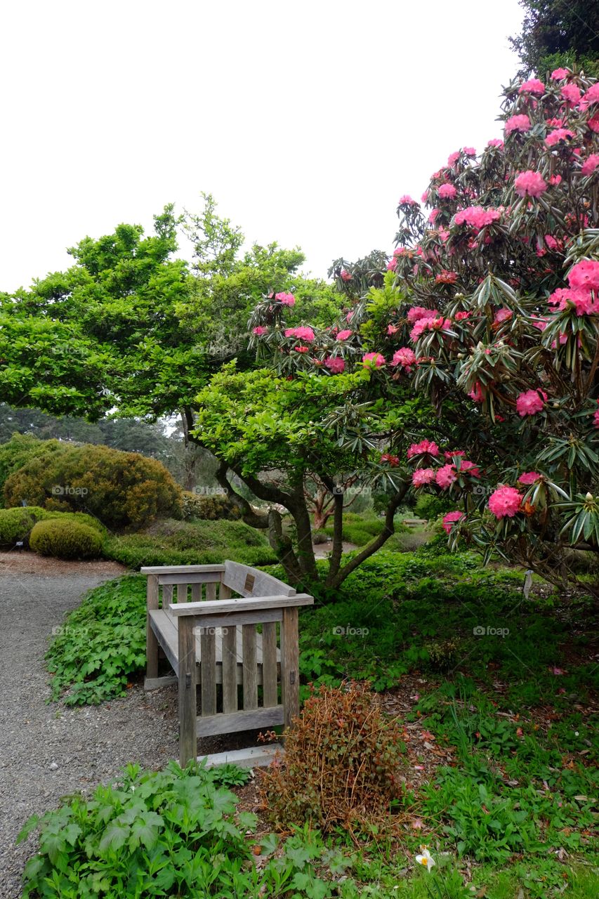 Bench in a beautiful garden