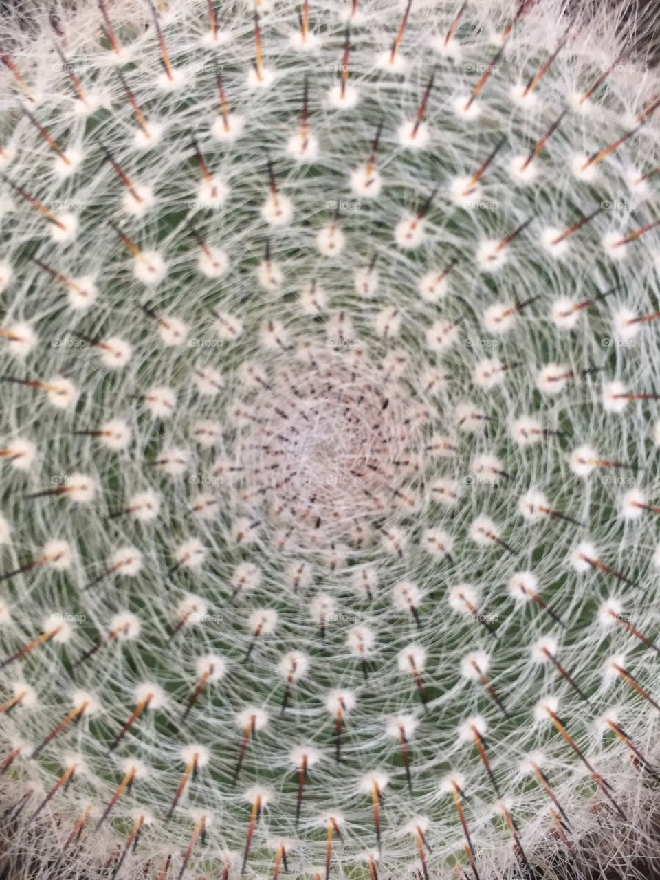 Cactus Sacred Geometry 
