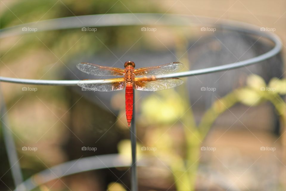 Red dragonfly