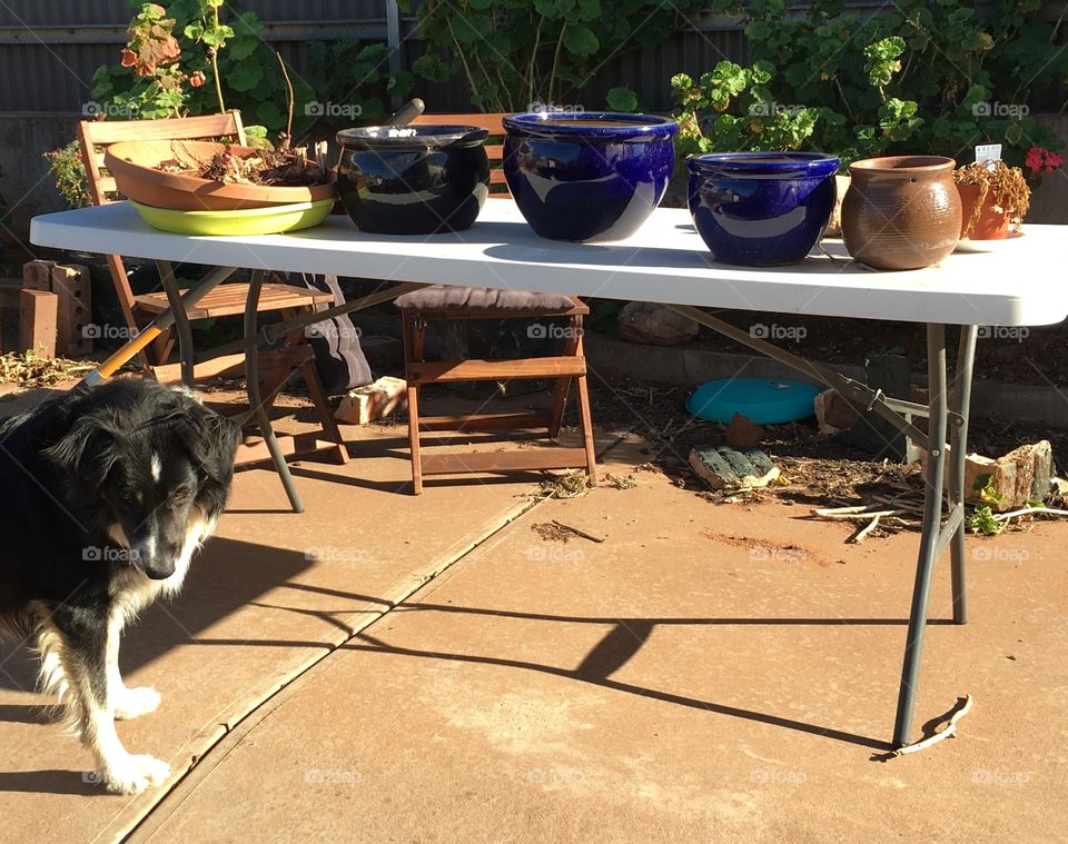 Plant pots gardening table outdoors