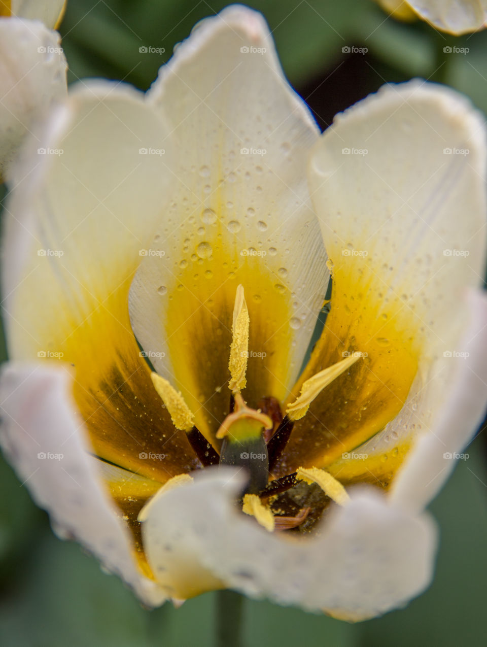 Tulip and water droplets 