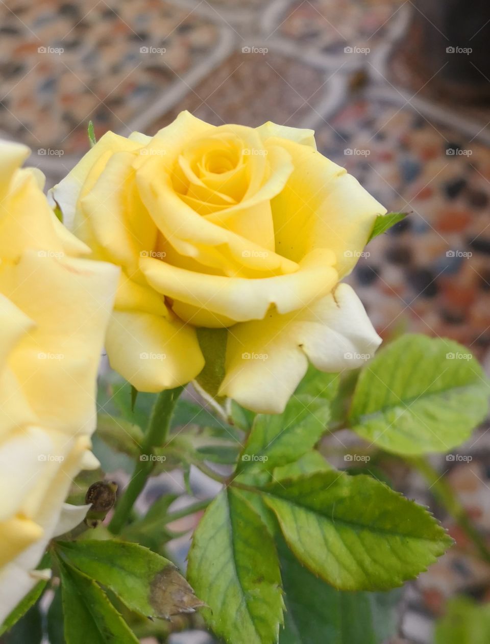 Yellow rose home garden