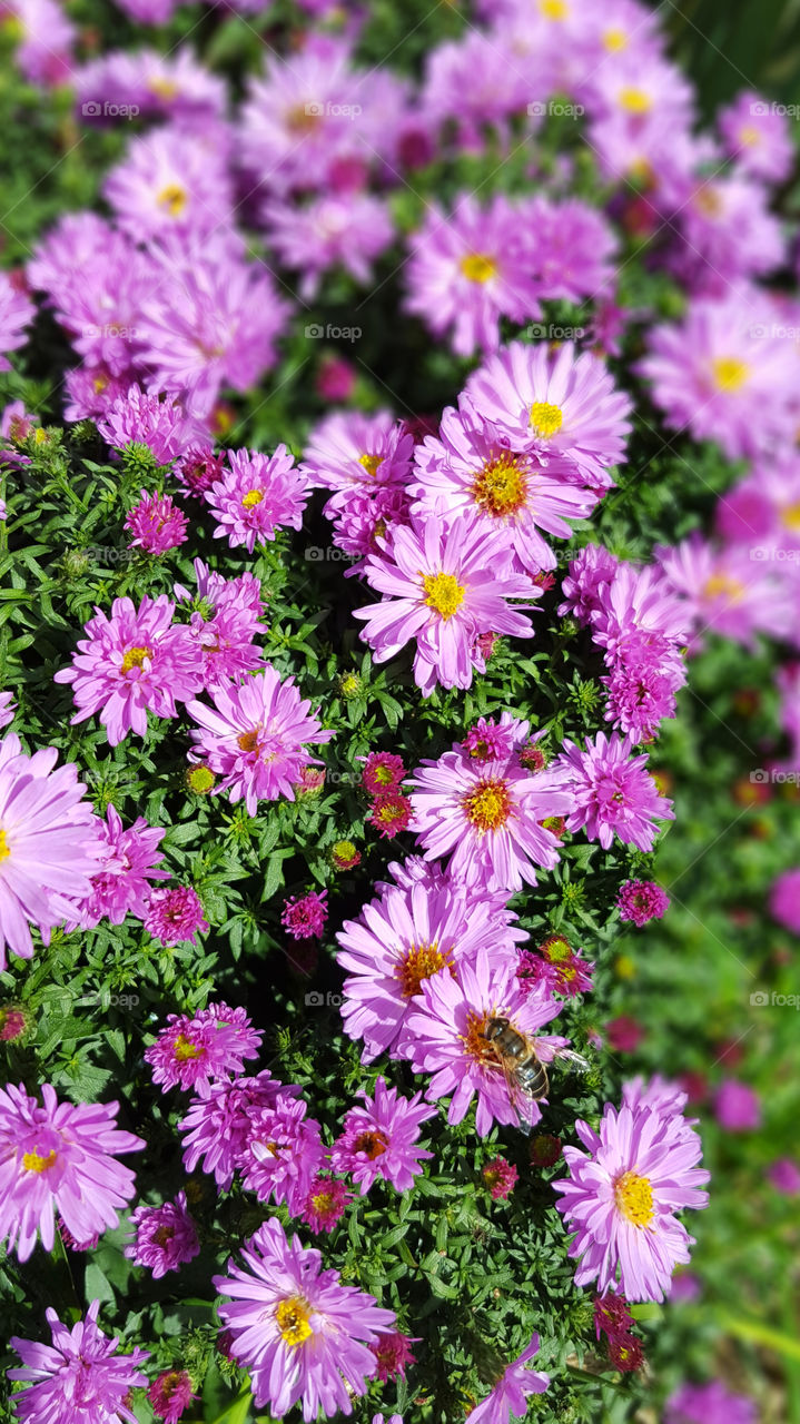 Overhead view of honeybee on pink flowers